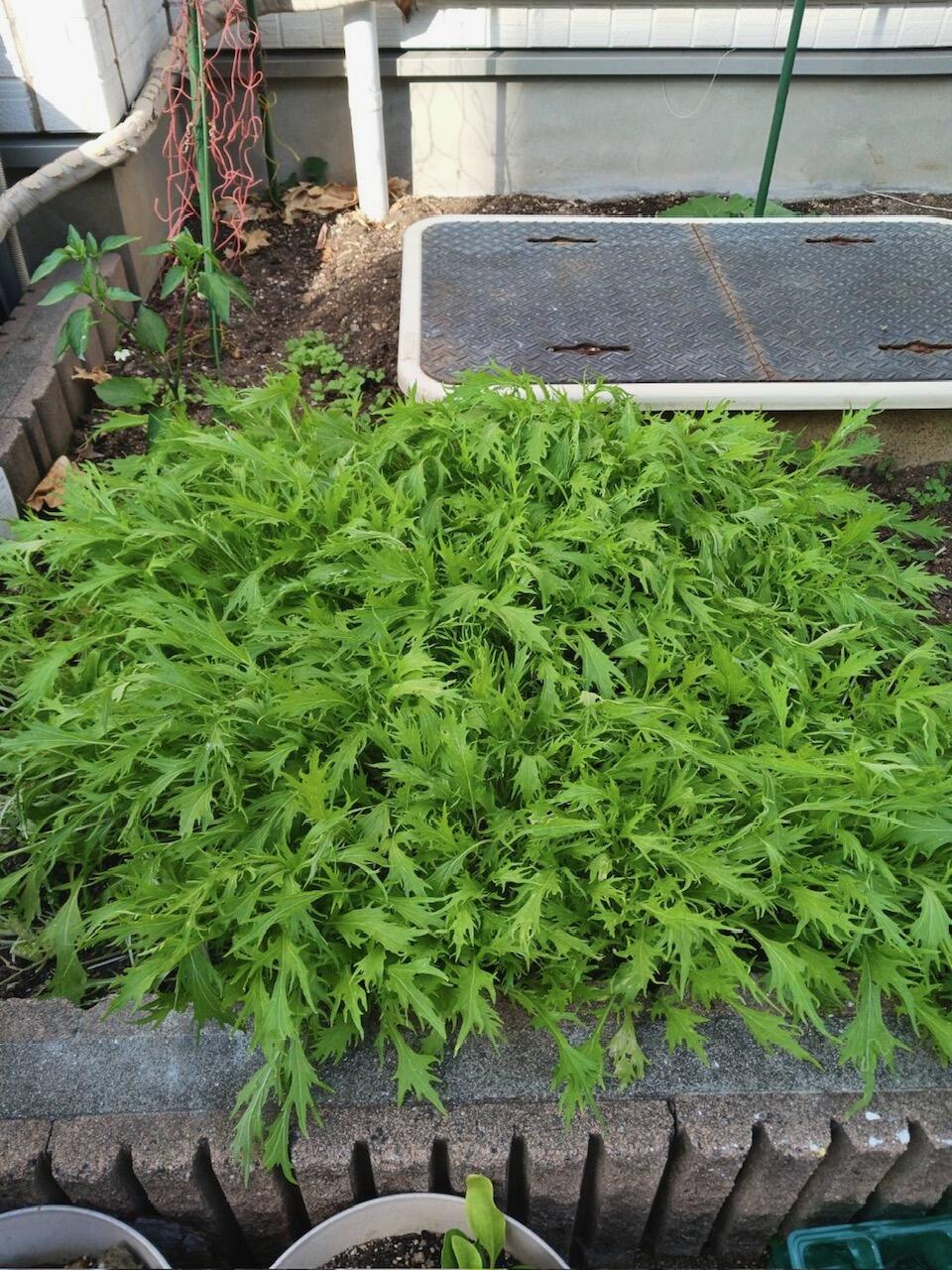 水菜.jpeg