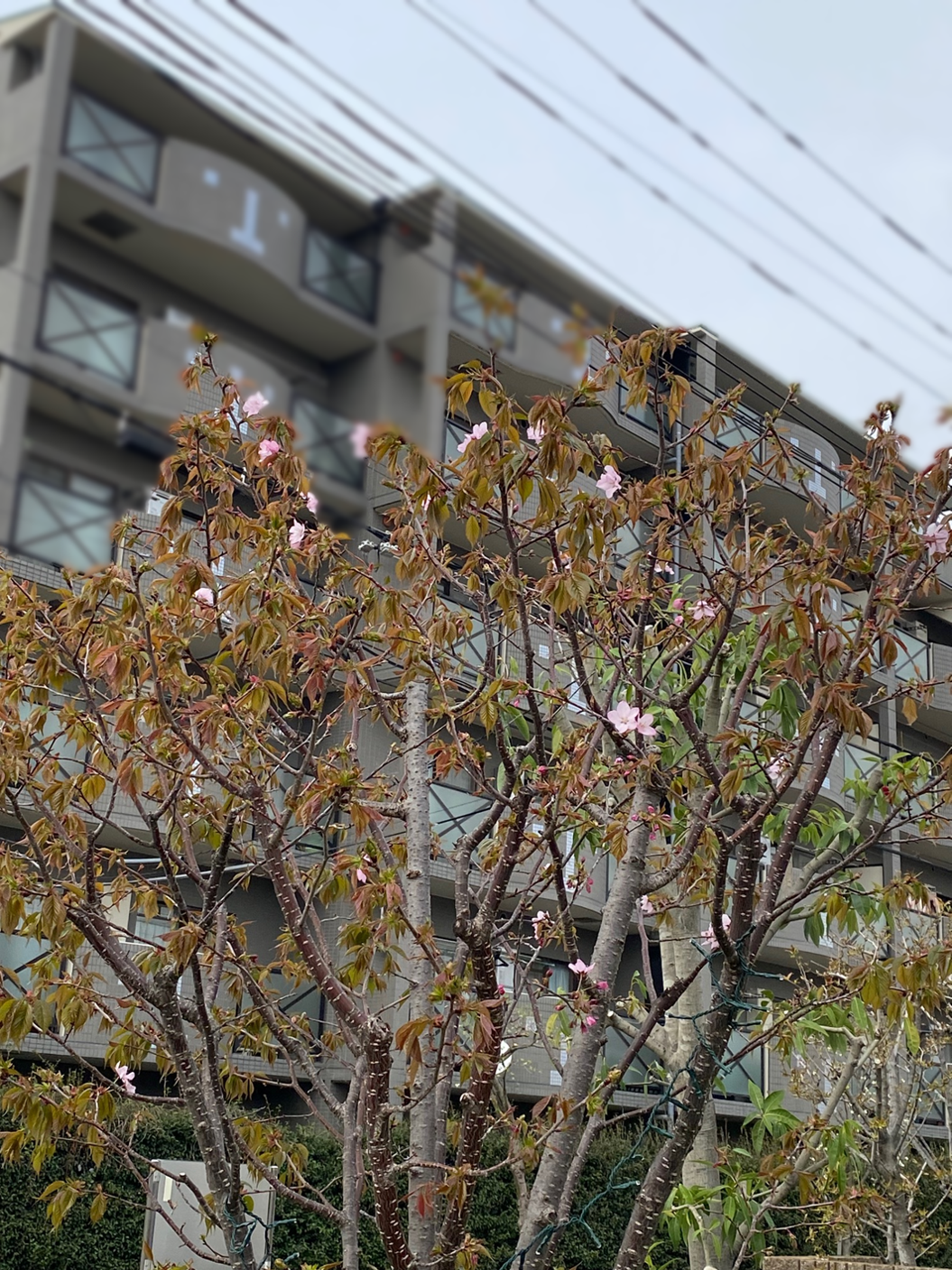 花壇③.1.png