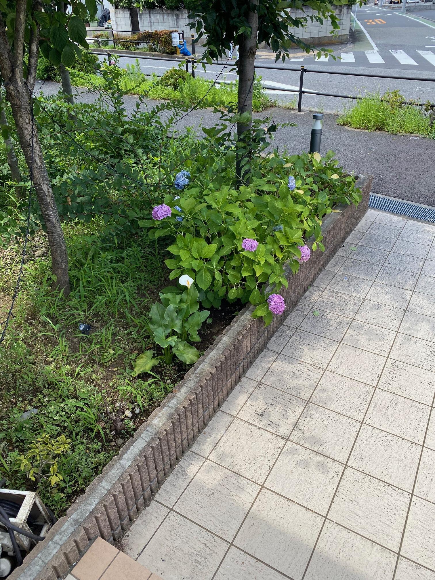 2025.5アジサイ③.jpeg