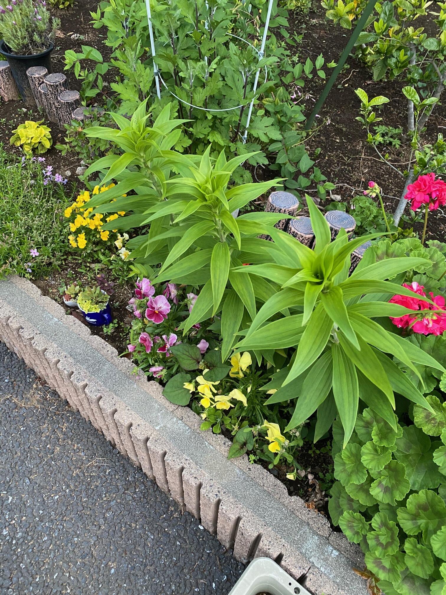 花壇．6.jpeg
