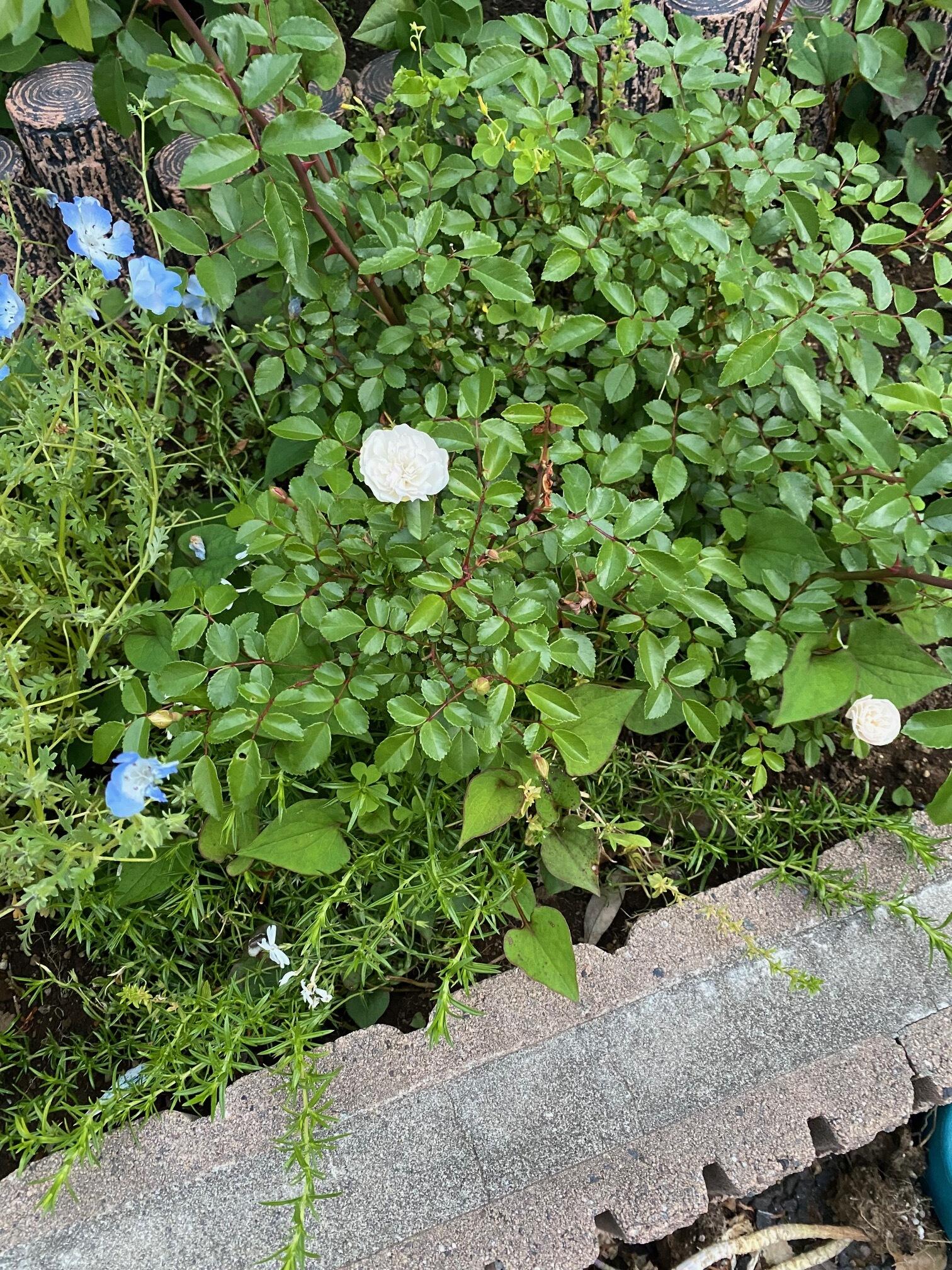 花壇．5.jpeg