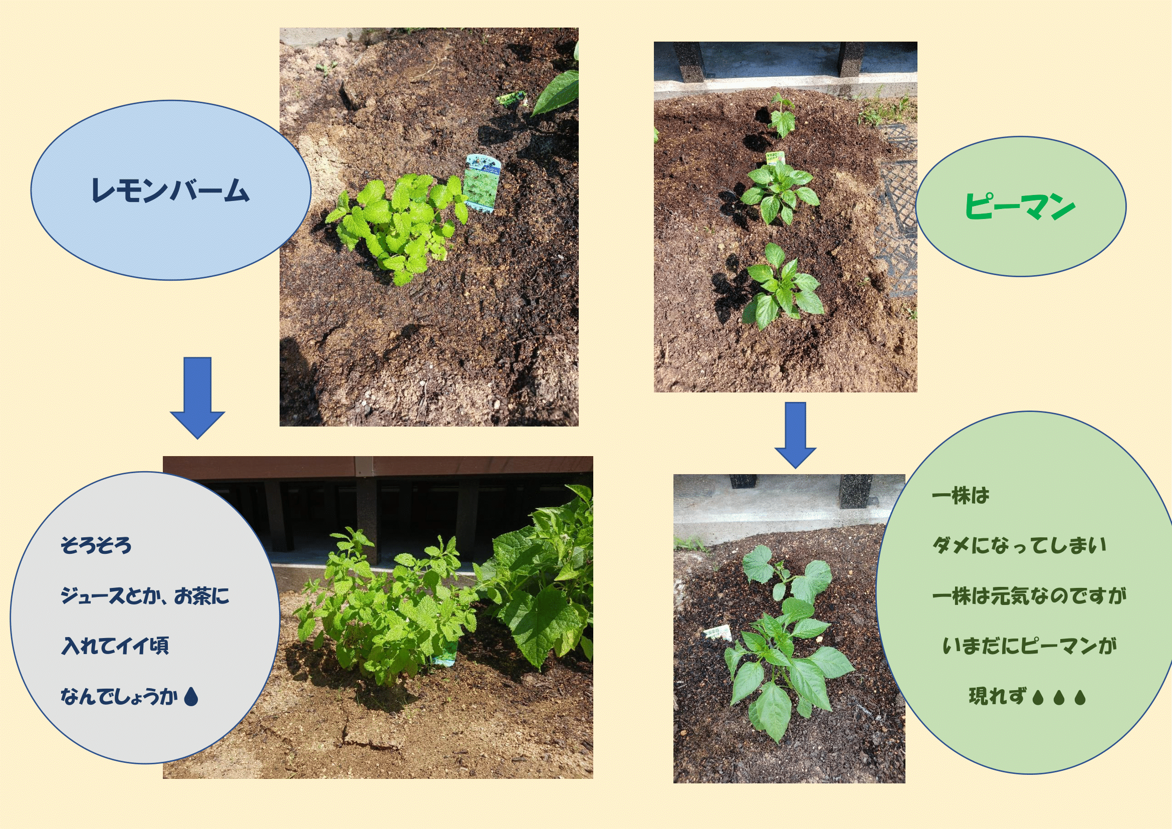 写真②-1.png