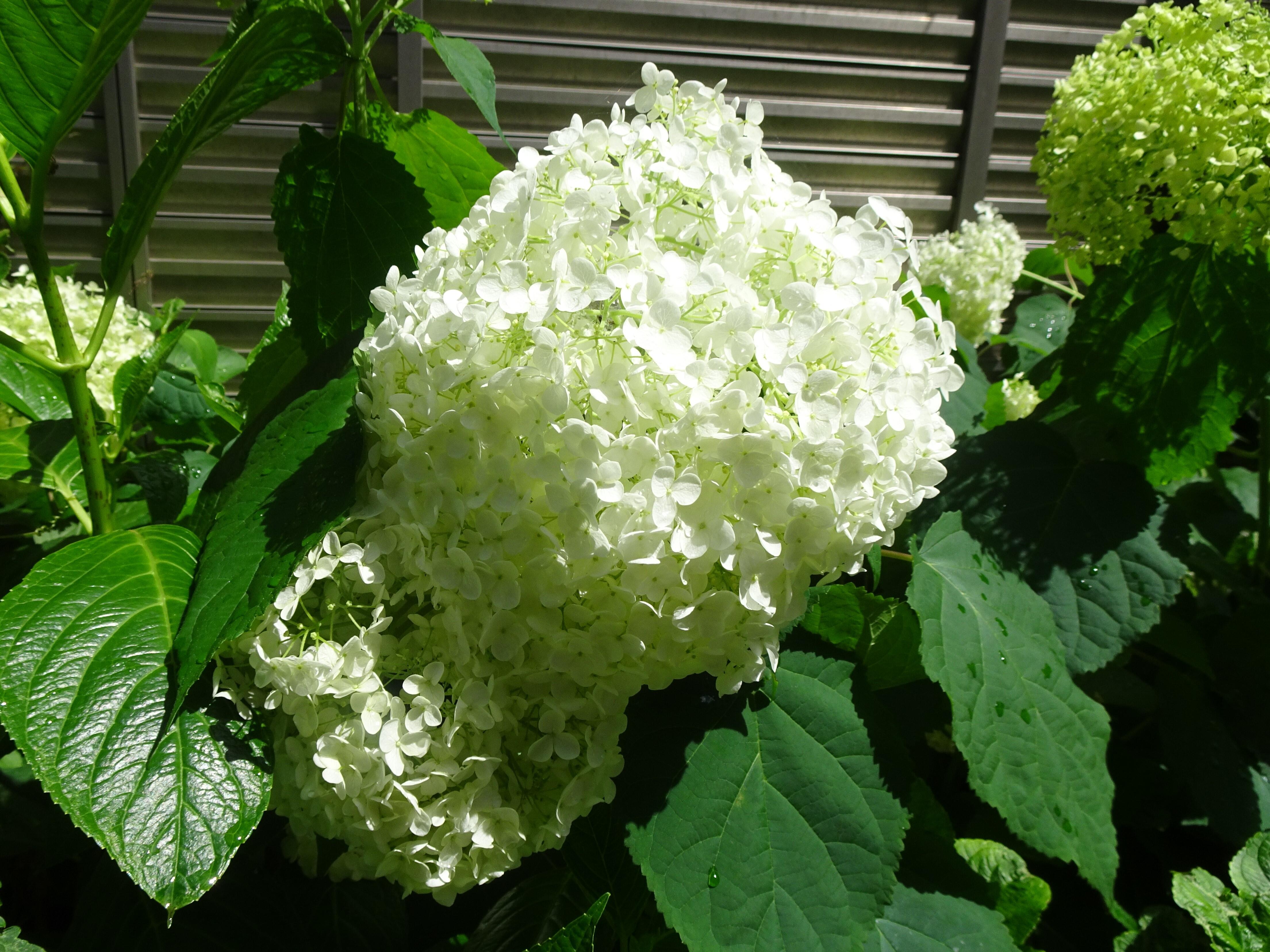 写真１.JPG